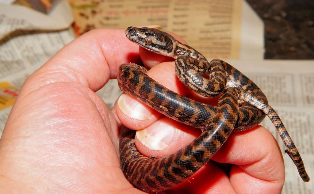 Imagem da mão de um homem segurando um filhote de uma cobra nas cores preto e marrom.
