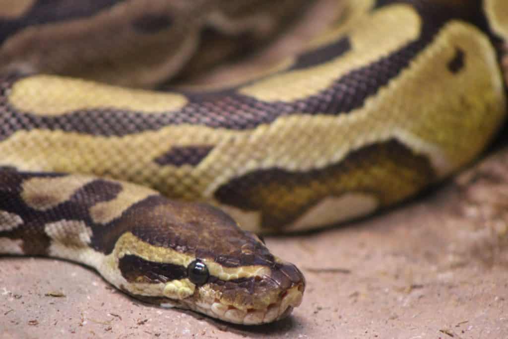 Imagem de uma serpente nas cores preto, branco e bege rastejando no chão de terra,
