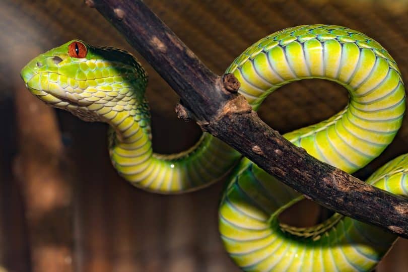 Imagem de uma cobra verde enrolada em um galho de árvore.