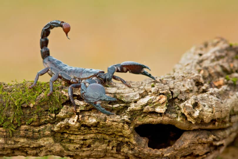 Escorpião acinzentado sobre um tronco.