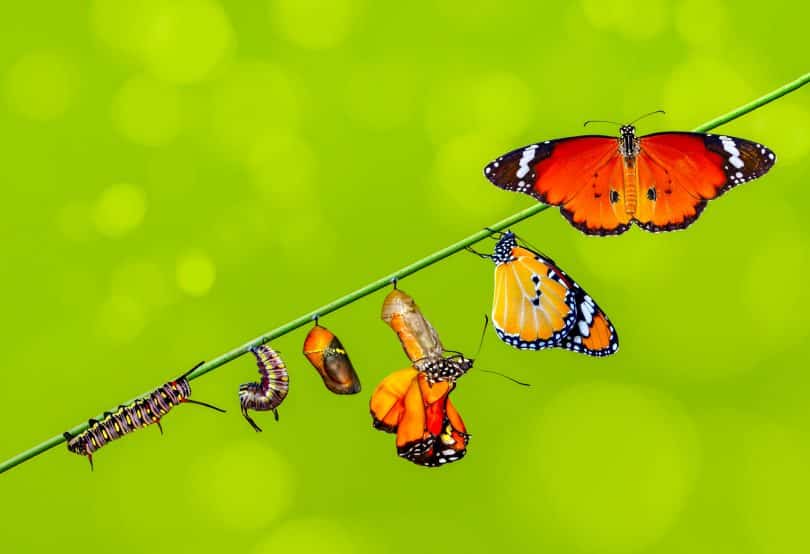 Representação das fases da vida de uma borboleta.