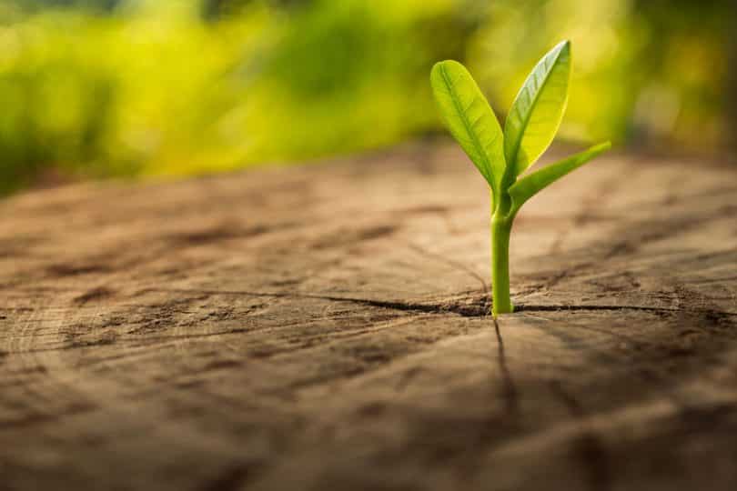 Broto de planta nascendo no meio do caule cortado