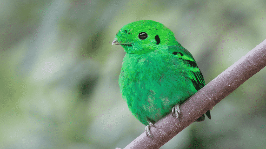 Pássaro verde em galho