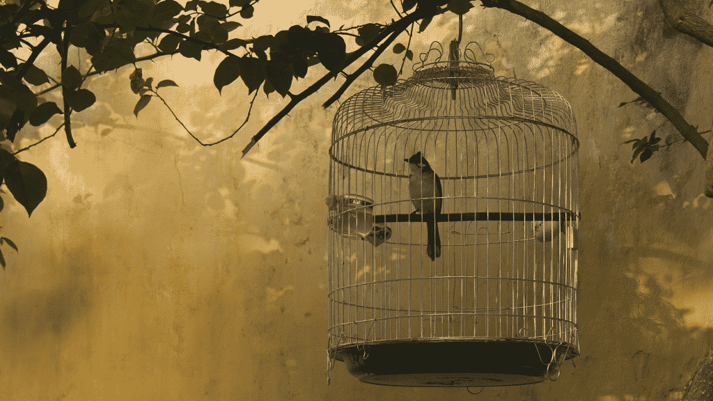Pássaro preso em gaiola
