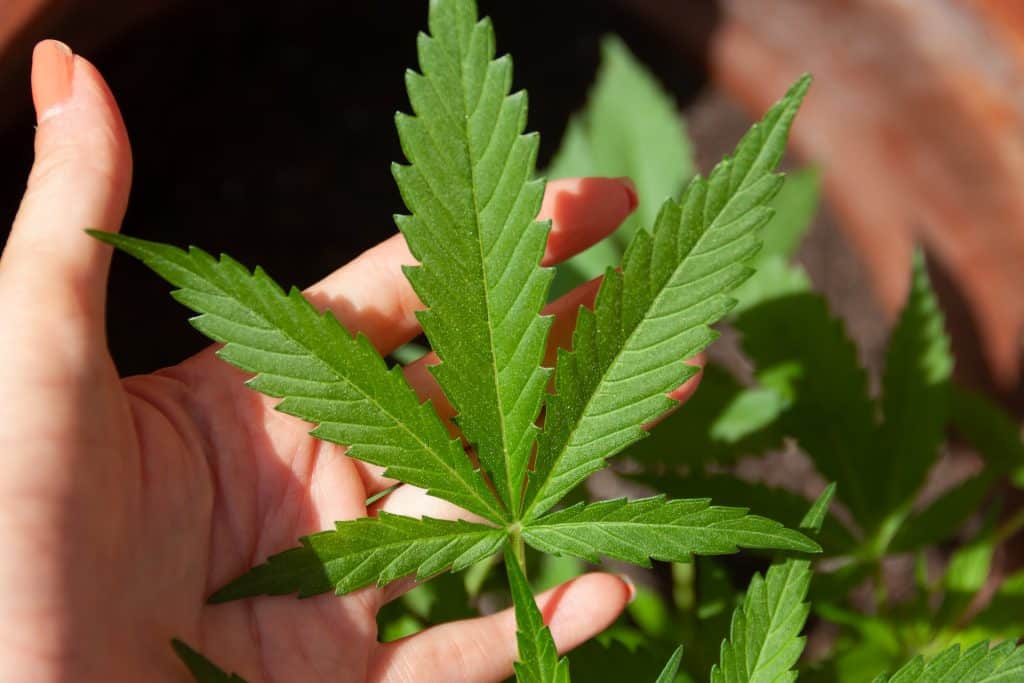 Imagem da folha bem verdinha da maconha disposta sobre a mão de uma mulher.