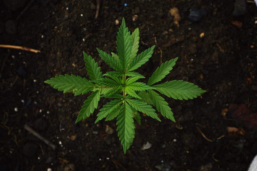 Imagem de um pequeno pé de maconha com as folhas bem verdinhas. Ele está plantado no chão com muita terra.