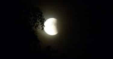 Imagem do eclipse lunar total e ao lado dele uma grande árvore cobrindo uma parte da lua.