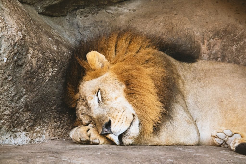 Leão dormindo.