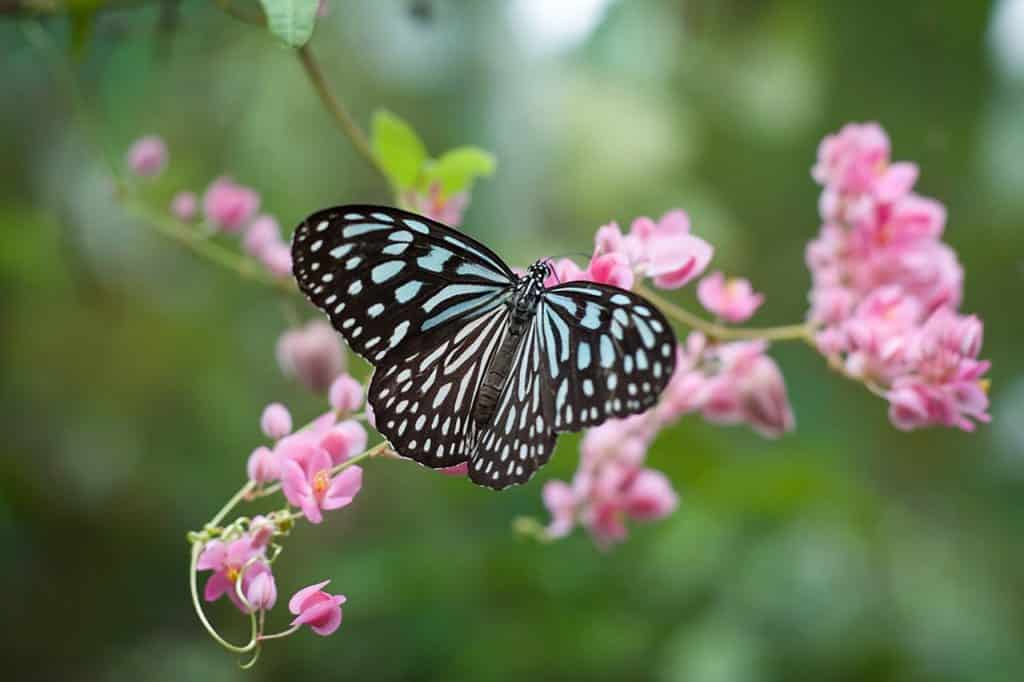 Uma borboleta se apoiando em uma flor. 