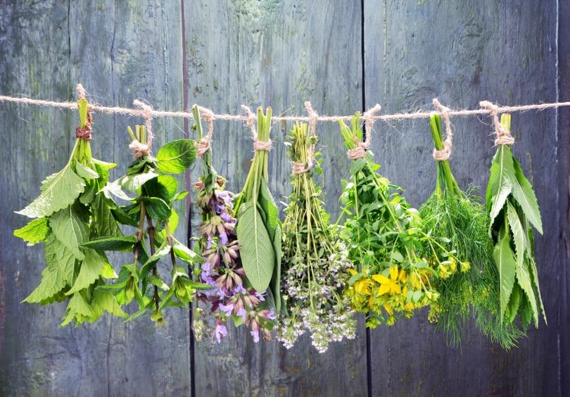 Imagem de várias ervas aromáticas penduradas em um varal de barbante. Elas estão sendo preparadas para serem utilizadas em um banho aromático.