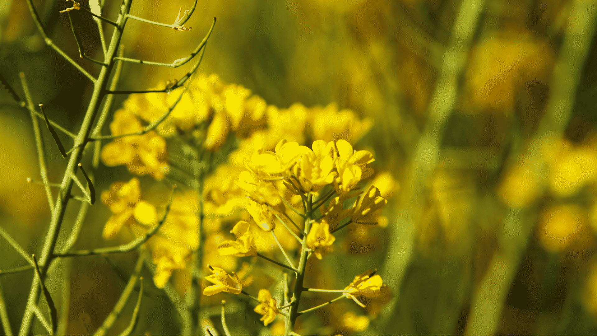 Campo de flor de mostarda