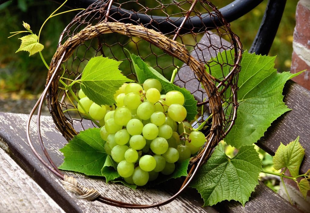 Imagem de um lindo cacho de uvas verdes dentro de um cesto de palha decorado com as folhas da uva.