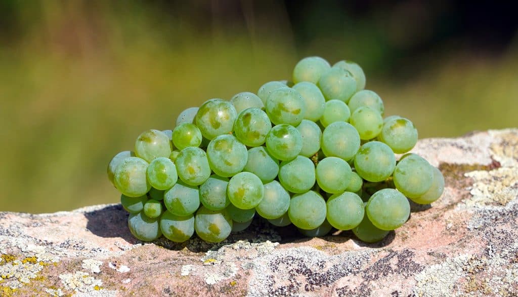 Imagem de um lindo cacho de uvas verdes disposto sobre um pedaço de tronco de madeira.