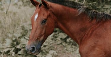 Cavalo olhando para o lado