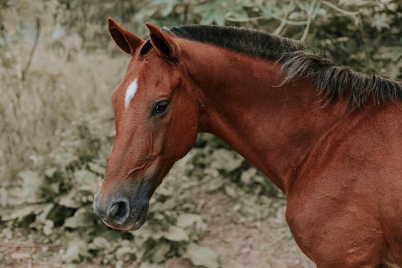 Cavalo olhando para o lado