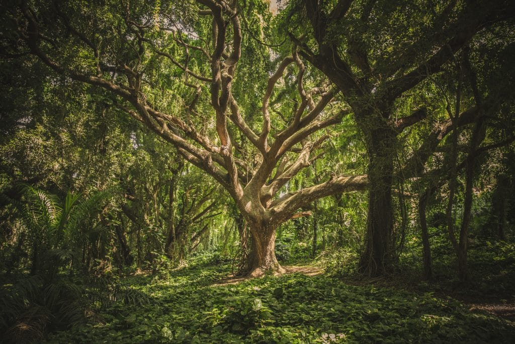 Árvore antiga e grande em uma floresta