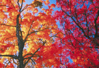 Árvores folhadas no outono
