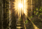Caminho de luz dentro da floresta