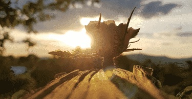 Flor desabrochando no troco de madeira sob o pôr do sol