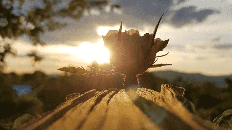 Flor desabrochando no troco de madeira sob o pôr do sol