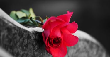 Rosa vermelha num túmulo.