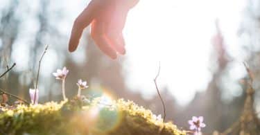 Mão masculina próxima de plantas. Ao fundo, há a luz solar.