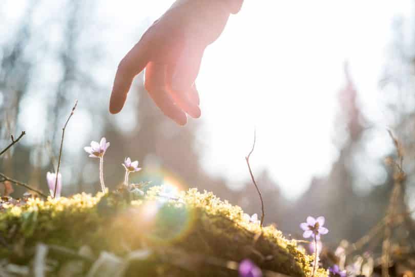 Mão masculina próxima de plantas. Ao fundo, há a luz solar.