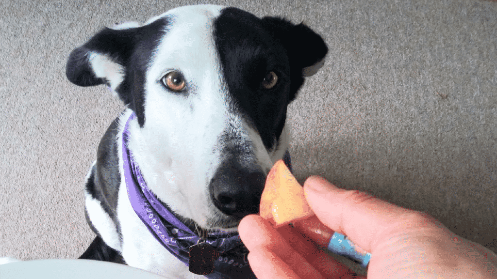 Imagem de uma pessoa dando um petisco de fruta para o cachorro