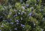 Imagem de um lindo e frondoso pé de alecrim todo florido com flores no tom azul claro.