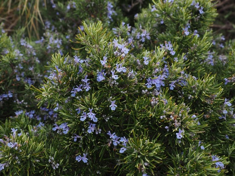 Imagem de um lindo e frondoso pé de alecrim todo florido com flores no tom azul claro.