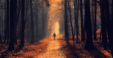 Homem caminhando na floresta