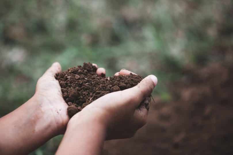 Mãos brancas segurando terra formando coração.