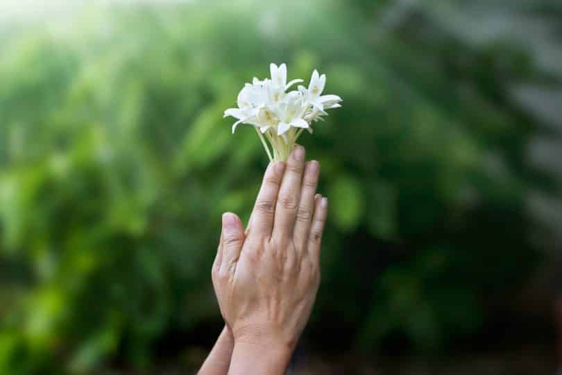 Mãos seguram flor branca em cenário externo.