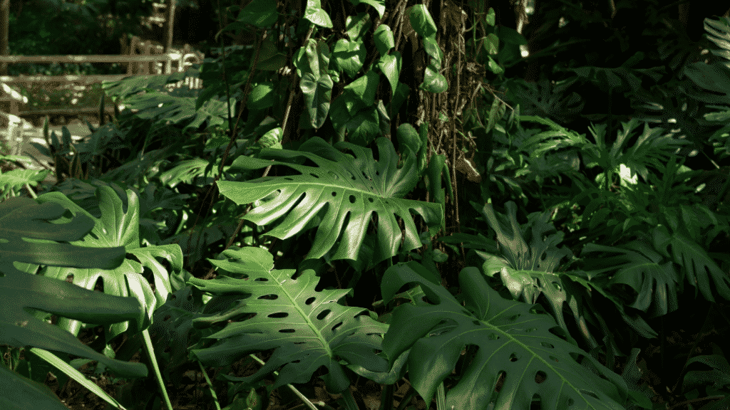 Folhas de costela-de-adão
