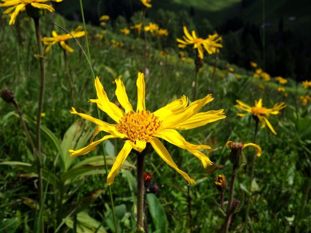 Arnica