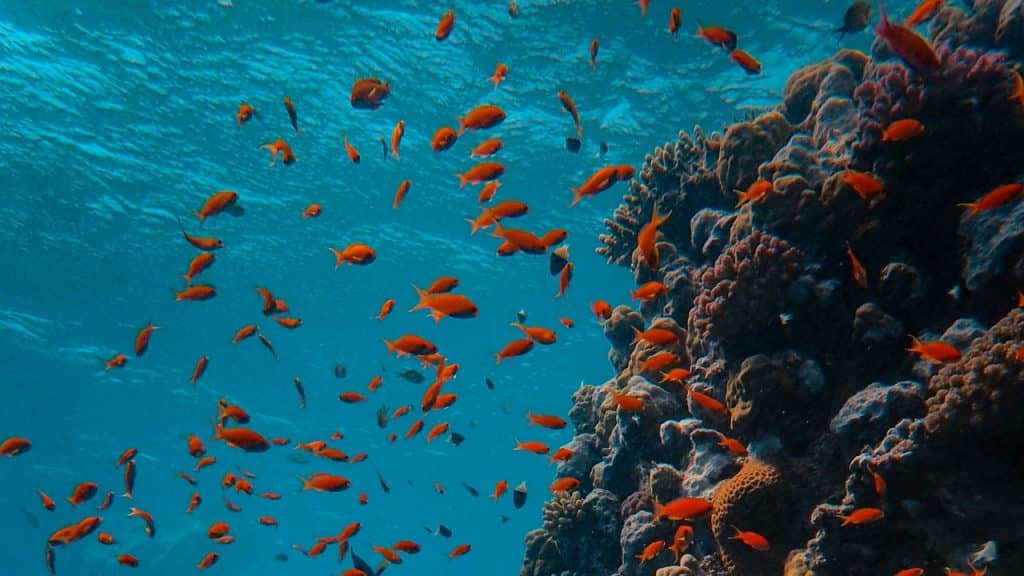 Peixes em oceano.