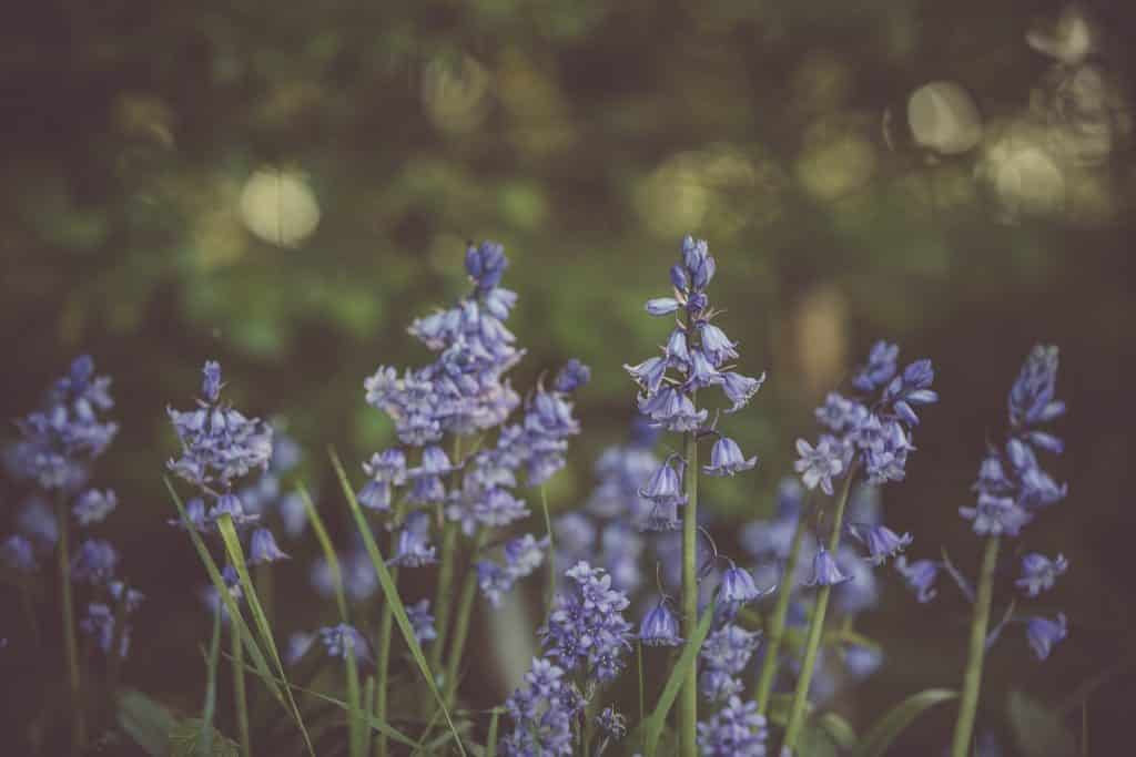 Foto de flores de lavanda.