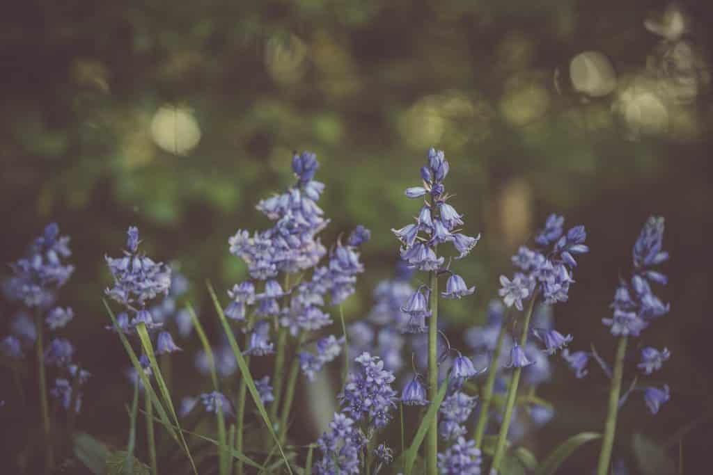 Foto de flores de lavanda.