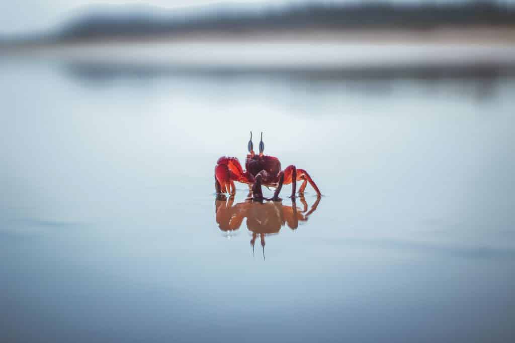 Caranguejo andando na praia