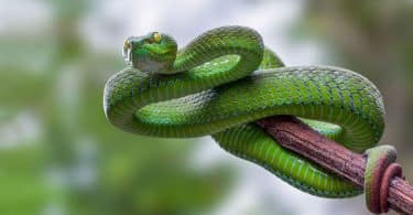 Cobra verde.