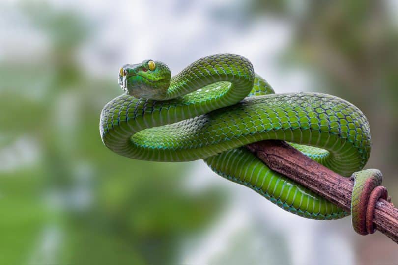 Cobra verde.