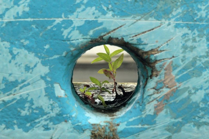 Planta nascendo de dentro do concreto