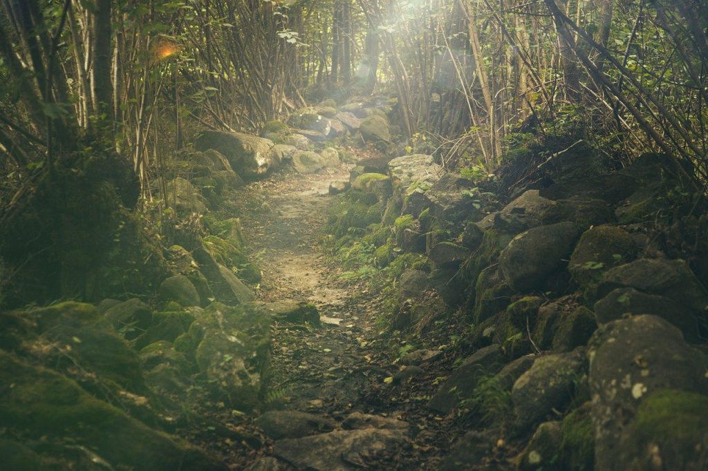 Imagem de uma floresta, com rochas que contornam um caminho