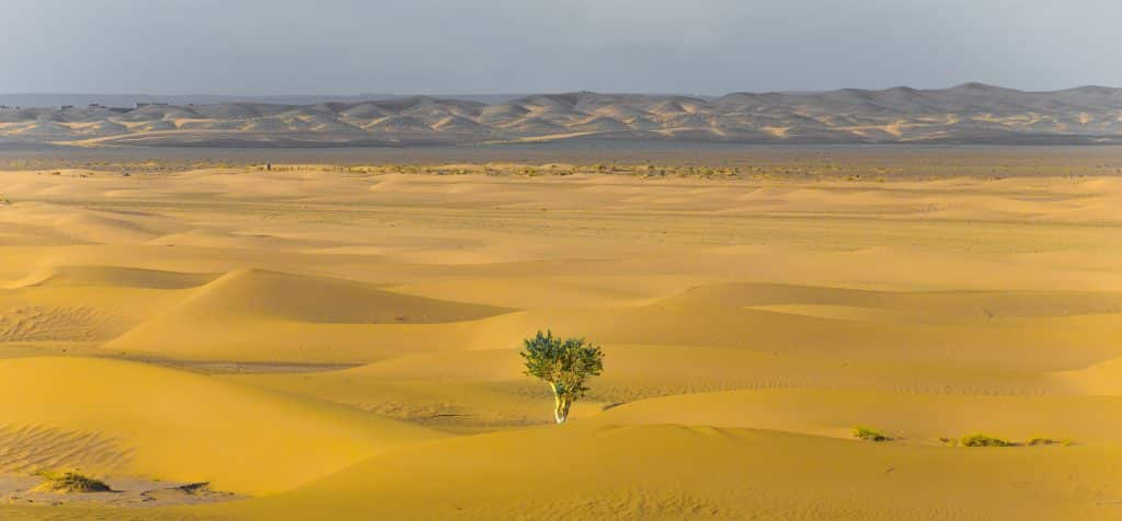 Uma árvore em meio ao deserto