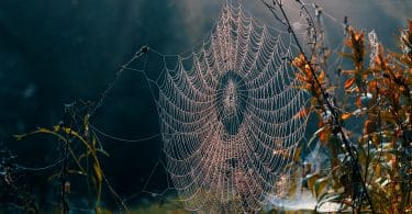 Teia de aranha e meio à natureza