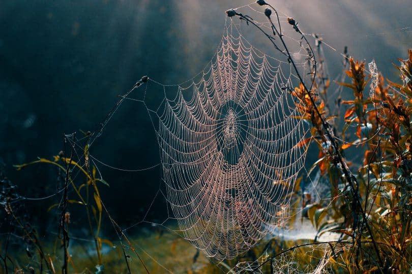 Teia de aranha e meio à natureza