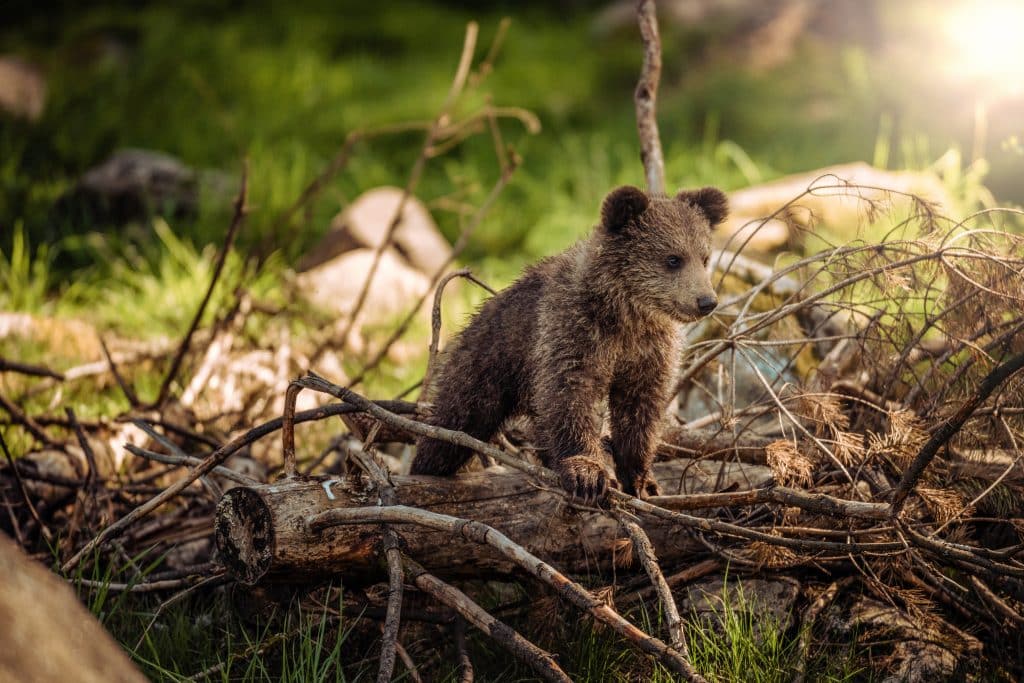 Filhote de um urso sobre um tronco de árvore