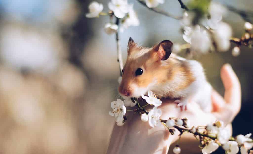 Hamster sobre mão de uma pessoa. Ele está próximo de flores em um galho.