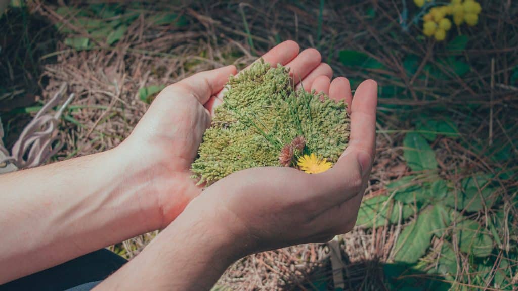 Mulher com grama nas mãos demonstrando conexão com a natureza