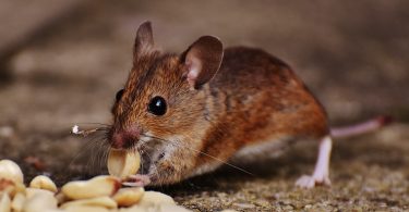 Pequeno rato comento grãos no chão.